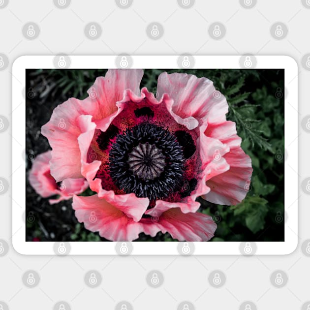 Poppy 2 Sticker by Robert Alsop